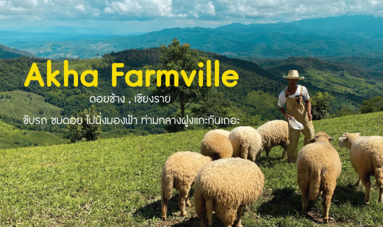 cover Akha Farmville ขับรถชมวิว ไปนั่งมองฟ้า จิบกาแฟ ท่ามกลางฝูงแกะที่ดอยช้าง