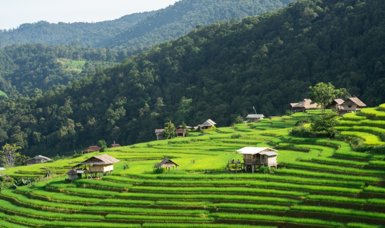 Cover ป่าบงเปียง เชียงใหม่...