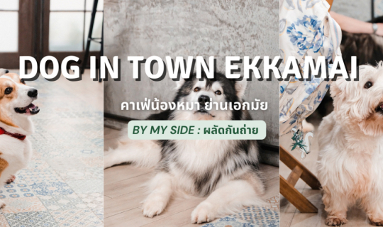 cover Dog in town Ekkamai | คาเฟ่น้องหมา ย่านเอกมัย