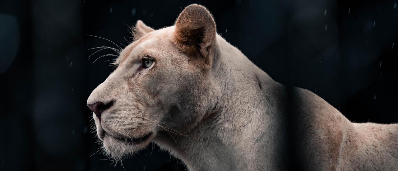 cover สวนสัตว์เปิดใหม่ใกล้กรุงเทพ