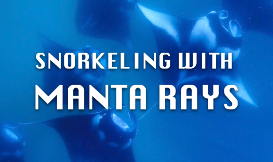Cover รีวิวมัลดีฟส์ : Snorkel กับฝูง Manta Rays กว่า 100++ ตัวที่ Hanifaru...