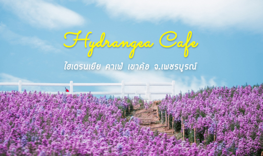 Cover 🌸 ถ่ายรูปดอกไม้รับลมหนาว-ฟีลญี่ปุ่น @ ไฮเดรนเยีย คาเฟ่ เขาค้อ...