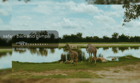 Cover เที่ยวสวนสัตว์ safari park กาญจนบุรี สนุกอย่างที่คิดมั้ย...