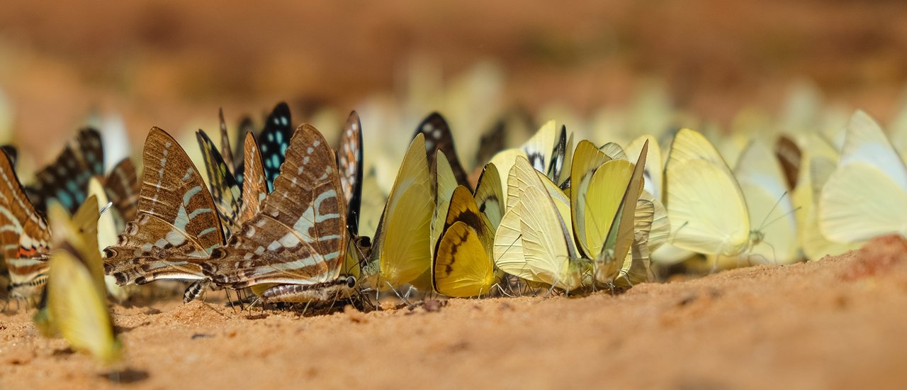 cover :: สวัสดี สระแก้ว! Hello Sakaeo :: (Freestyle Journey)...