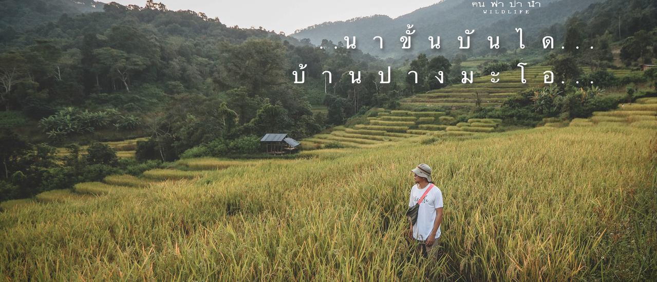 cover นาขั้นบันได บ้านปางมะโอ สุข..จนสุดใจ