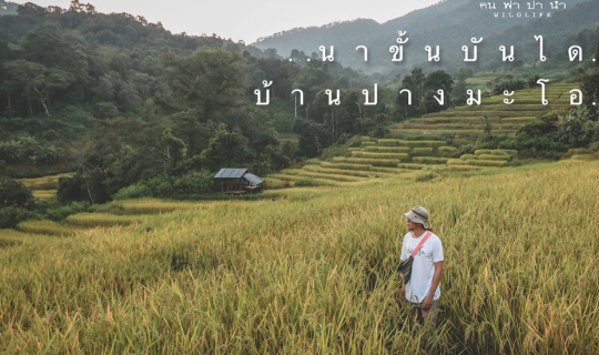 cover นาขั้นบันได บ้านปางมะโอ สุข..จนสุดใจ