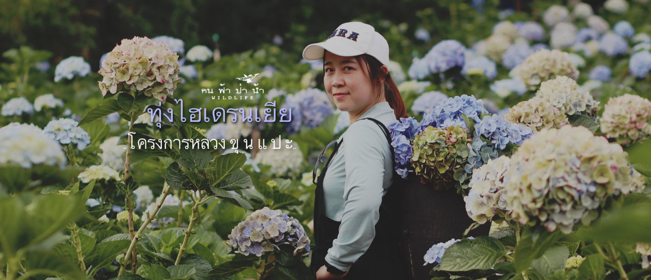 cover ทุ่งไฮเดรนเยีย....โครงการหลวงขุนแปะ