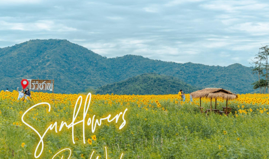 Cover ทุ่งทานตะวัน "ไร่วิชาญ" จ.ลพบุรี...