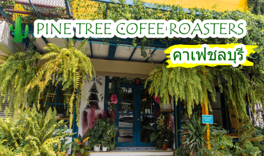 Cover Pine Tree Coffee Roasters - ชลบุรี...