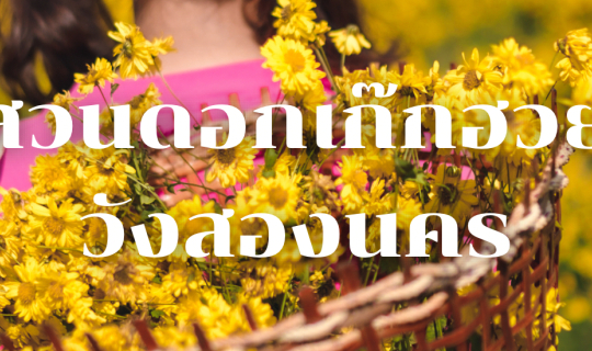 Cover ดอกเก๊กฮวย เหลืองสะพรั่ง หอมฟุ้งทั่วหุบเขา...