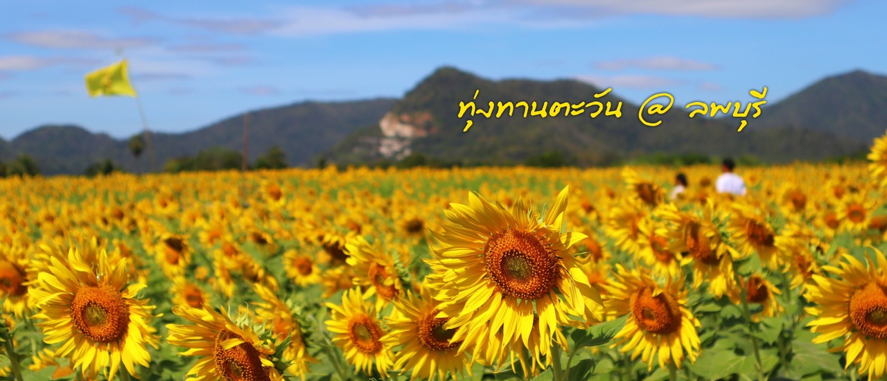 cover นั่งรถไฟไปถ่ายรูปทานตะวันที่ลพบุรีด้วยงบ 500 บาท