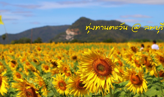 Cover นั่งรถไฟไปถ่ายรูปทานตะวันที่ลพบุรีด้วยงบ 500 บาท...