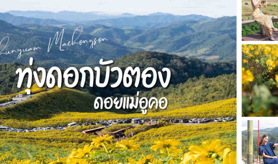 cover ทุ่งดอกบัวตอง ดอยแม่อูคอ แม่ฮ่องสอน บานสะพรั่งรับลมหนาว นอนบ้านบนดอย ชิมกาแฟเด็กน้อย ตะลุย 1864โค้ง