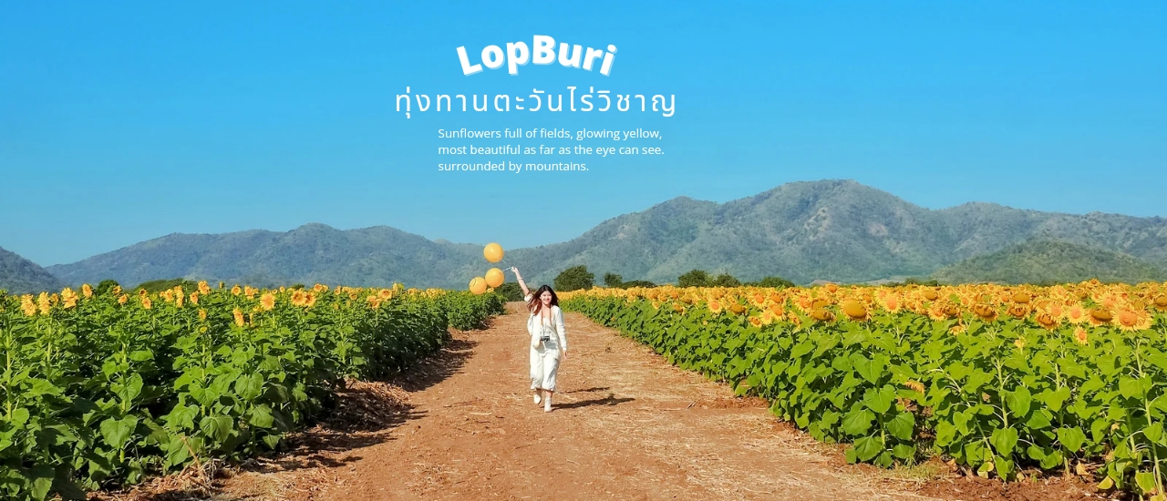 cover ทุ่งทานตะวันลพบุรี (ไร่วิชาญ)