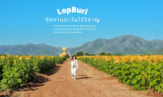 cover ทุ่งทานตะวันลพบุรี (ไร่วิชาญ)