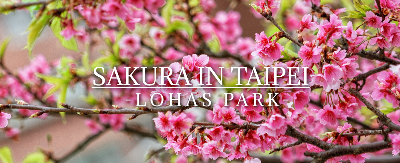 cover SAKURA IN TAIPEI | จุดชมซากุระในไทเป