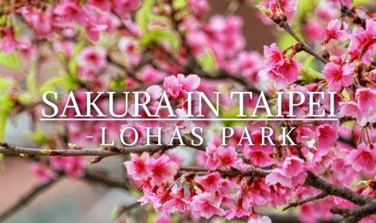 cover SAKURA IN TAIPEI | จุดชมซากุระในไทเป