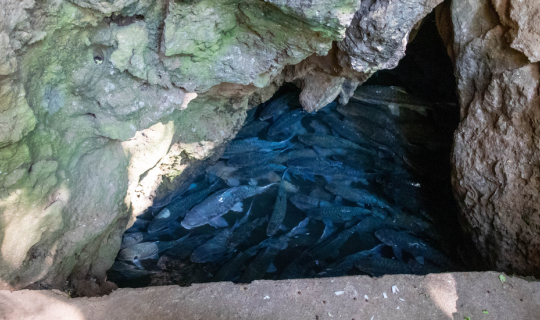 Cover อุทยานแห่งชาติถ้ำปลา...