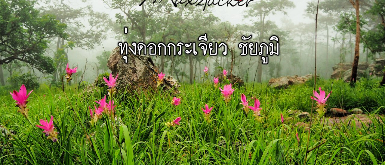 cover อยู่ดีๆ ก็มาโผล่ที่ ทุ่งดอกกระเจียว ชัยภูมิ