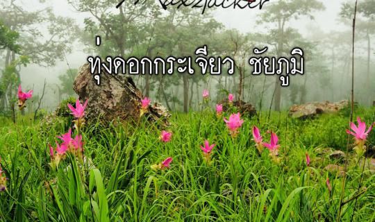 Cover อยู่ดีๆ ก็มาโผล่ที่ ทุ่งดอกกระเจียว ชัยภูมิ...