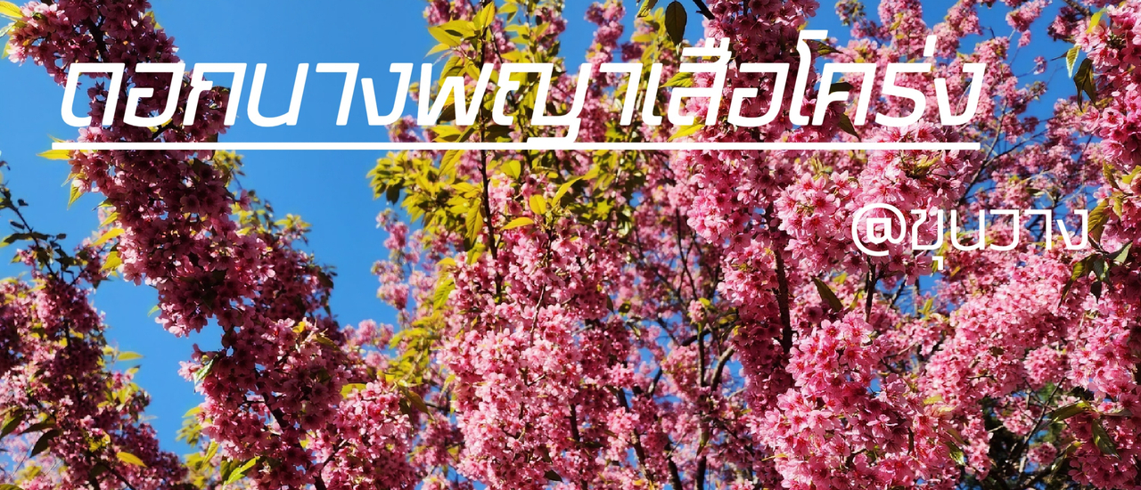 cover ดอกนางพญาเสือโคร่ง