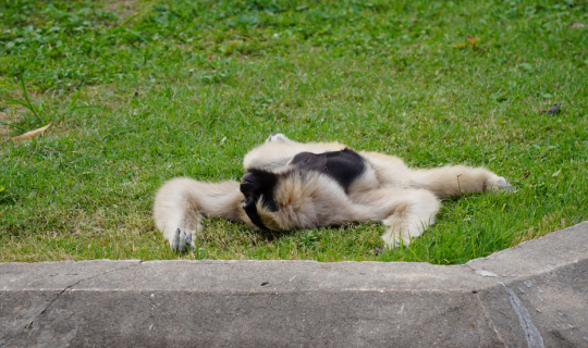 Cover สถานีเพาะเลี้ยงสัตว์ป่าห้วยทราย...