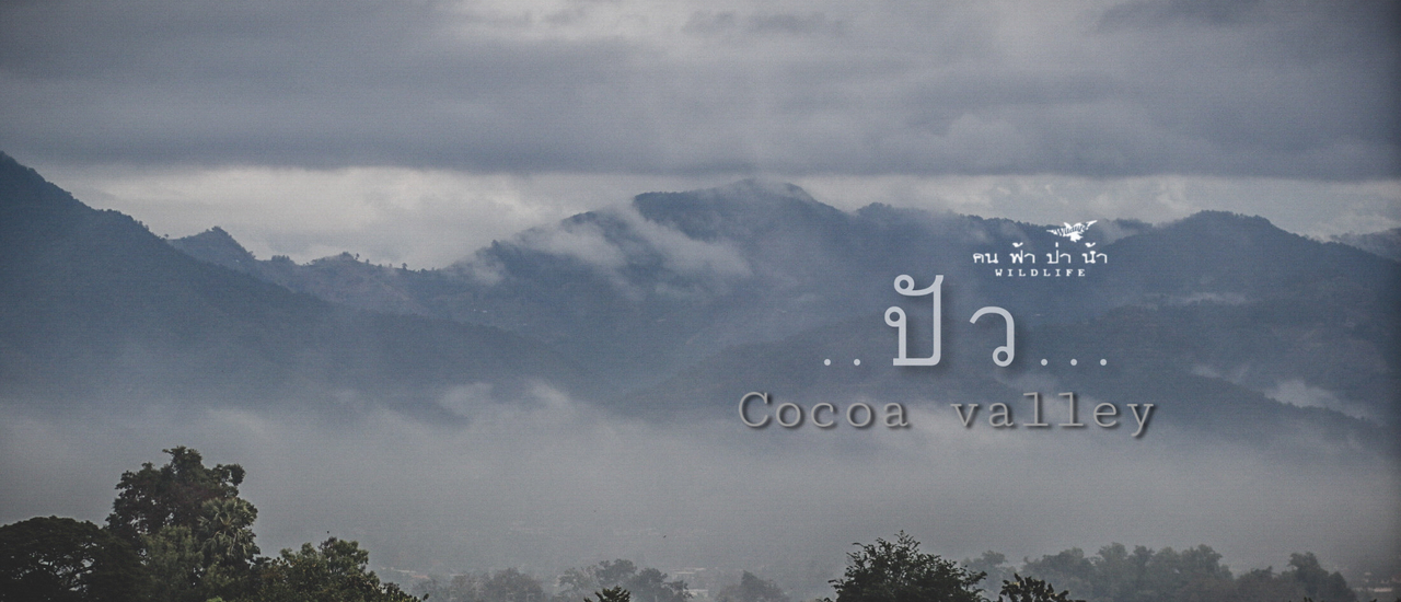 cover cocoa valley ปัว หมอกขาวๆกับโกโก้อร่อยๆ