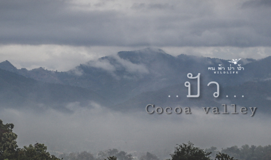 cover cocoa valley ปัว หมอกขาวๆกับโกโก้อร่อยๆ