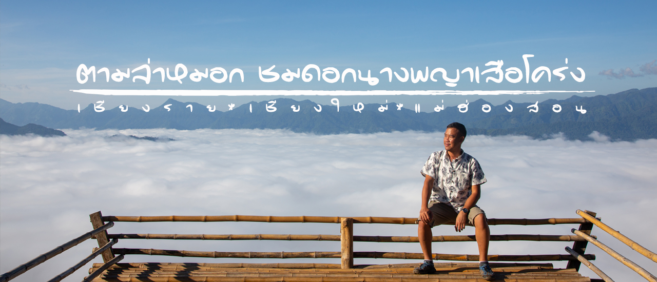 cover ตามล่าหมอก ชมดอกนางพญาเสือโคร่ง @ เชียงราย เชียงใหม่ แม่ฮ่องสอน