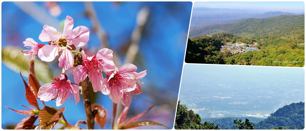 cover ขึ้นดอย ดูซากุระเมืองไทย - ทริปเชียงใหม่ก่อนผ่าตัดหัวใจ ตอน 6