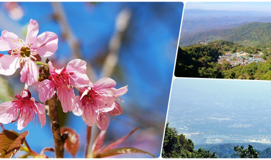 Cover ขึ้นดอย ดูซากุระเมืองไทย - ทริปเชียงใหม่ก่อนผ่าตัดหัวใจ ตอน 6...