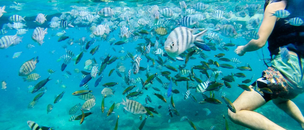 cover +++ น้ำใส ทะเลสวย ดูฝูงปลา @Perhentian, Malaysia+++