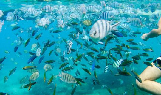 Cover +++ น้ำใส ทะเลสวย ดูฝูงปลา @Perhentian, Malaysia+++...