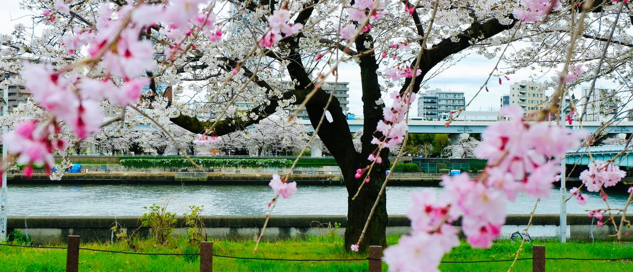 cover รีวิวและแชร์แพลนการเที่ยวญี่ปุ่นคนเดียว 7 วัน ที่ซัปโปโร-โตเกียว