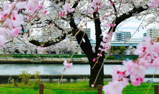 Cover รีวิวและแชร์แพลนการเที่ยวญี่ปุ่นคนเดียว 7 วัน ที่ซัปโปโร-โตเกียว...