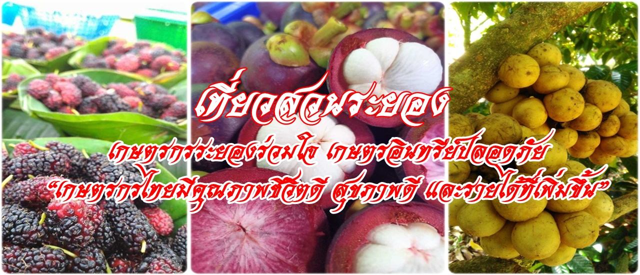 cover เที่ยวสวนระยอง....เกษตรกรระยองร่วมใจ เกษตรอินทรีย์ปลอดภัย “เกษตรกรไทยมีคุณภาพชีวิตดี สุขภาพดี และรายได้ที่เพิ่มขึ้น”