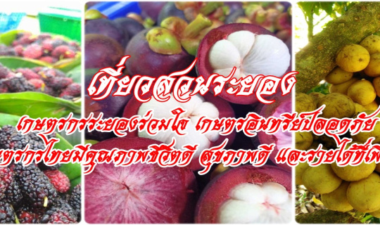 Cover เที่ยวสวนระยอง....เกษตรกรระยองร่วมใจ เกษตรอินทรีย์ปลอดภัย  “เกษตรกรไ...