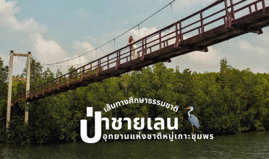 cover ศูนย์ศึกษาธรรมชาติป่าชายเลน ชุมพร