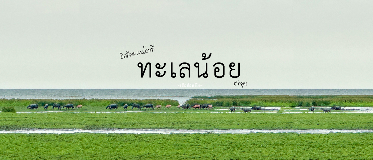 cover ฮิลใจดวงน้อยที่ ทะเลน้อย พัทลุง