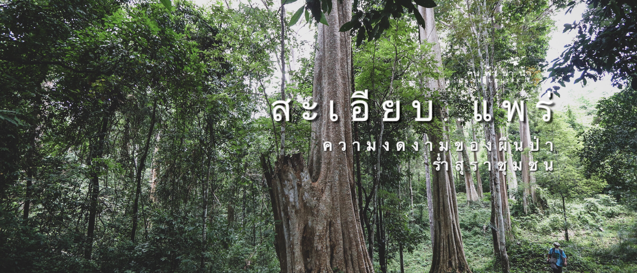 cover สะเอียบ....แพร่ ความงดงามของผืนป่า ร่ำสุราชุมชน