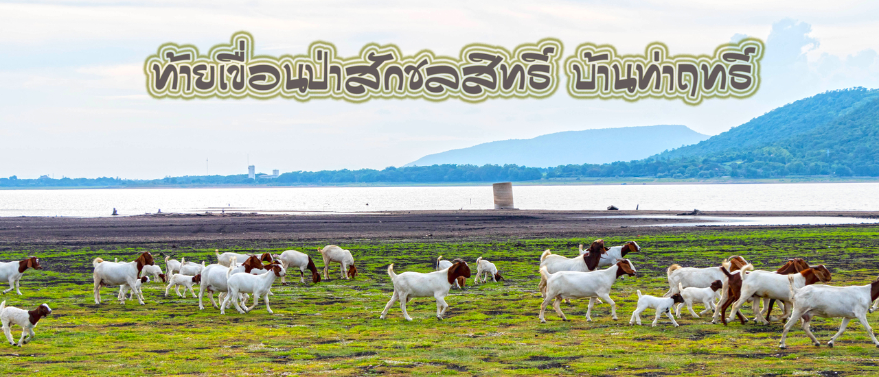 cover แวะมาพัก มาแค้มป์ปิ้ง ลานหญ้าอันกว้างไกล ที่ท้ายเขื่อนป่าสักชลสิทธิ์กันได้นะ