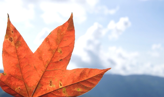 Cover ที่ภูคา น่าน มีเมเปิล...