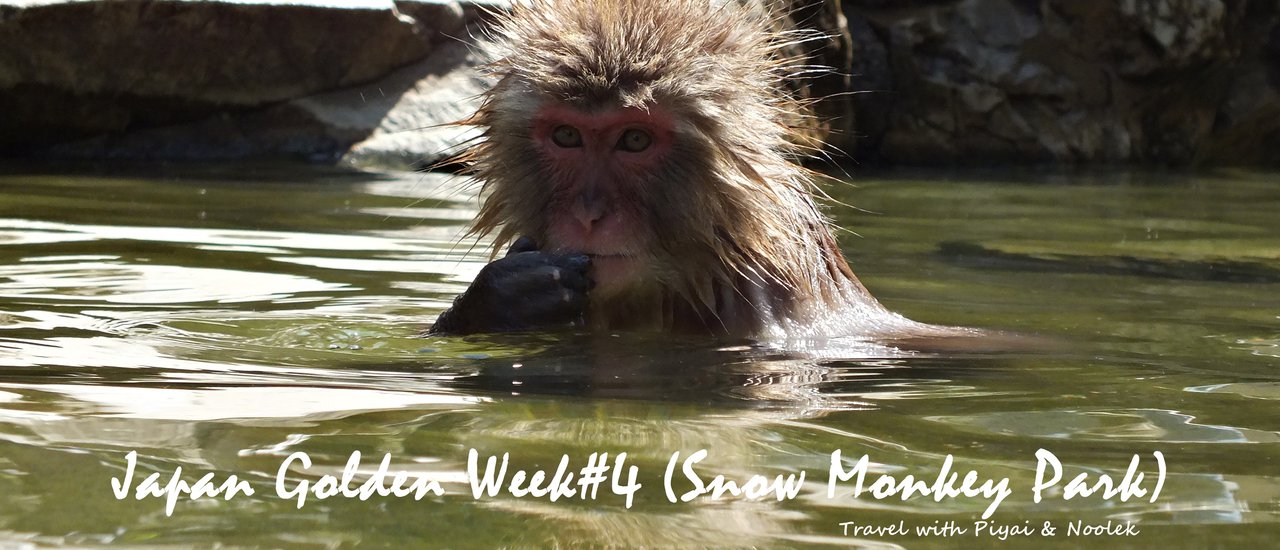 cover Japan Golden Week ไปก็ไป เอาไงเอากัน#4 (Snow Monkey Park)