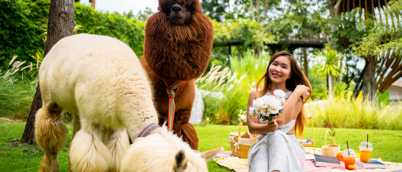 cover รีวิวเที่ยวเขาใหญ่หน้าฝน พักผ่อนสุดชิล์ที่ดุสิต ดีทู เขาใหญ่ (dusit D2 Khao Yai) อัพเดตปี 2023