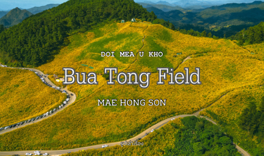 Cover ทุ่งดอกบัวตอง ภูเขาสีเหลืองแห่งขุนยวม...