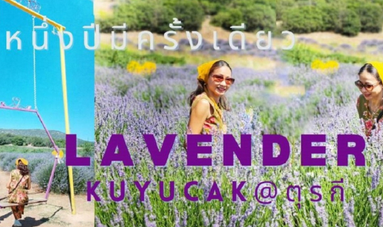 cover ตุรเคียลาเวนเดอร์1ปีมีครั้งเดียว "WONDERFUL LAVENDER IN TURKIYE
