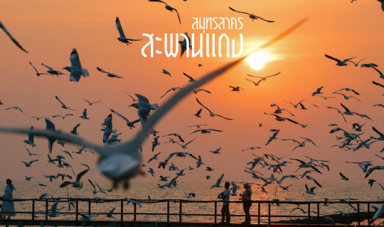 Cover อัพเดทที่ชมนกแห่งใหม่ ใกล้กรุง สะพานแดง จังหวัดสมุทรสาคร...