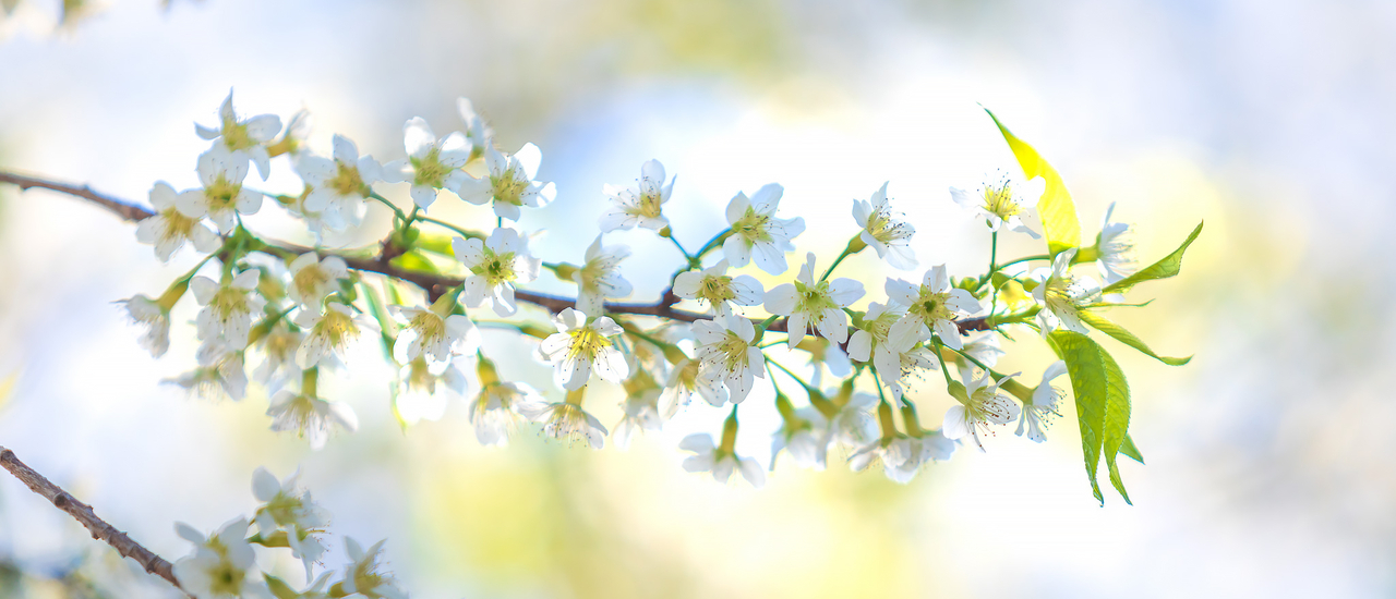 cover ตะลอนกางเต้นท์ตามอุทยานภาคเหนือ ในเดือนมกราคม แบบ "โนแพลน" จนต้องร้อง "อิหยั๋งว๊ะ" - Part 8 #ขุนวาง