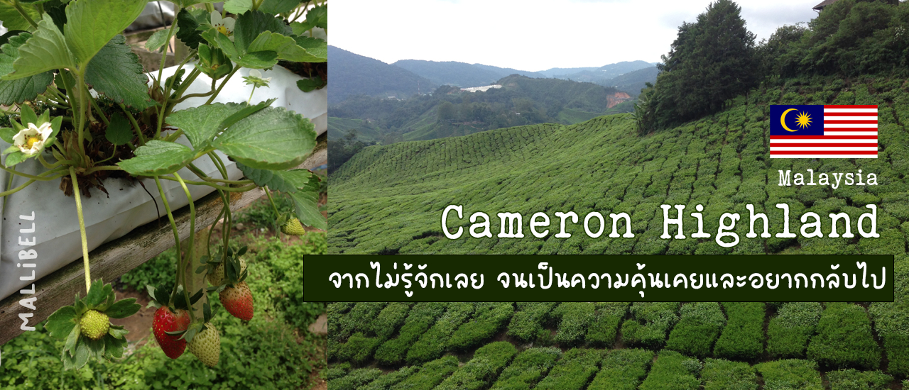 cover ไม่รู้จักเลย จนเป็นความคุ้นเคยและอยากกลับไป Malaysia Cameron Highland