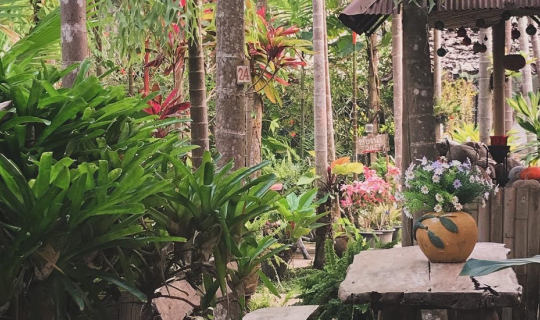 Cover ตามมากิน  แถวดอยหลวงเชียงดาว...